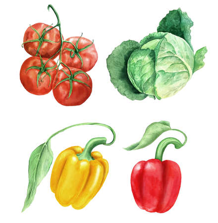 Set of vegetables vintage watercolor botanical illustrationの写真素材