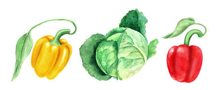 Set of vegetables: cabbage and yellow and paprikas watercolor illustrationの写真素材