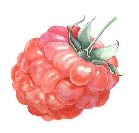 Watercolor raspberry vintage botanical illustrationの写真素材