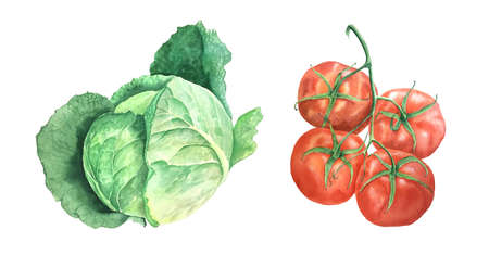 Watercolor cabage and tomato vintage botanical illustrationの写真素材