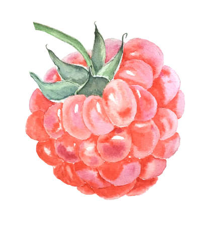 Vintage watercolor raspberry botanical illustrationの写真素材