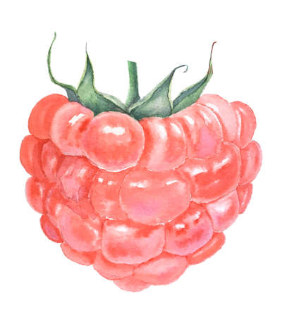 Vintage botanical watercolor raspberry isolatedの写真素材