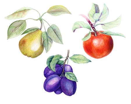 Set of fruits vintage watercolor botanical illustrationの写真素材