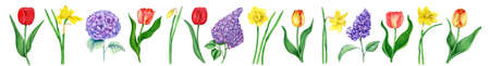 Vintage floral collection of tulips, hydrangea, narcissus and lilacs on a white backgroundの写真素材