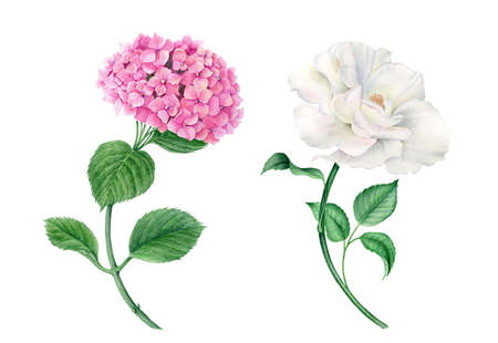 Vintage wateroclor collection of pink hydrangea and white roseの写真素材
