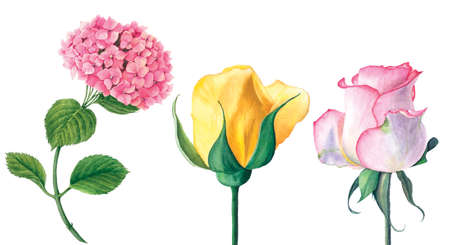 Realistic flowers: pink Hydrangea, yellow and pink rosesの写真素材