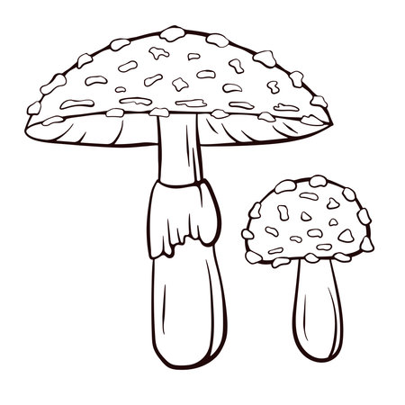 Fly agaric inedible mushroom in line art style. Hand drawn Amanita muscaria poisonous and medicinal mushroom. Vector illustration isolated on a white background.のイラスト素材