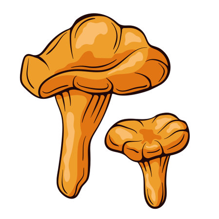 Chanterelle mushrooms colorful in cartoon style. Food drawing sketch hand drawn. Vector illustration isolated on a white background.のイラスト素材