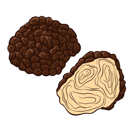 Black truffle wild mushrooms in cartoon style. Delicacy exclusive truffle mushroom. Vector illustration isolated on a white background.のイラスト素材