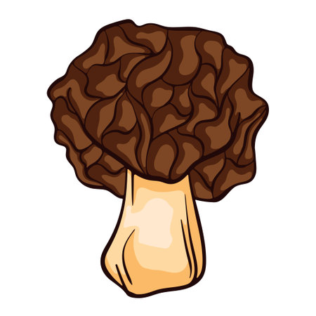 False morel inedible mushroom in cartoon style. Great for menu, label, product packaging, recipe. Vector illustration isolated on a white background. Morchella Gyromitra esculenta.のイラスト素材