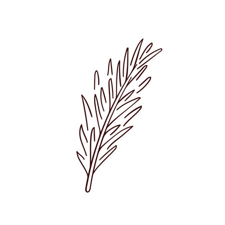 Rosemary plant, fresh herb branch in line art style. Organic aromatic spices for cooking food, culinary, menu design. Vector illustration isolated on a white background.のイラスト素材