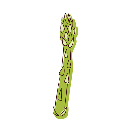 Asparagus green sprout icon in line art style. Vegetable, cooking ingredient. Vector illustration isolated on a white background.のイラスト素材