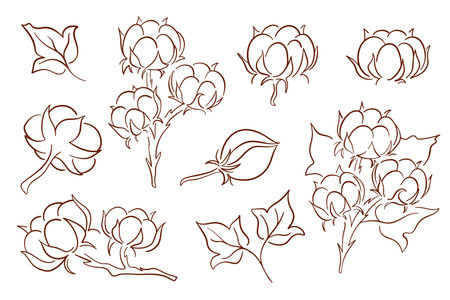 Cotton plant line art set with flowers, bolls and leaves in line art style for textile, agriculture nature and eco design isolated on white background.のイラスト素材