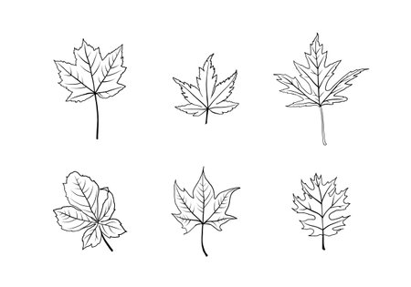 Linear hand drawn sketch leaves set. Retro and vintage style. Spring, autumn, fall or summer leaves. Sketch Floral Botany set. Hand Drawn Botanical Illustrations.のイラスト素材