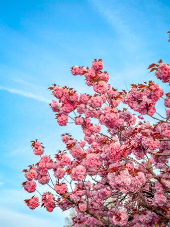 Sakura Tree on blue sky backgroundの写真素材