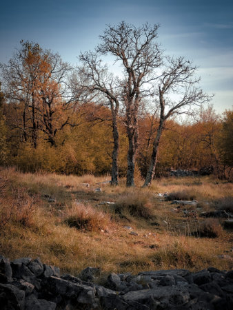 Secret Garden, Tree, Croatia countryside nature