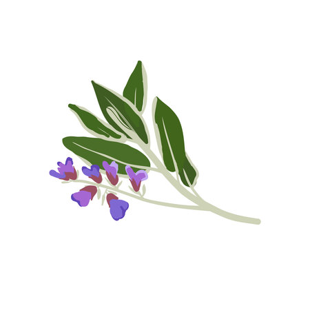 Aromatherapy herbs for essential oils collectionのイラスト素材