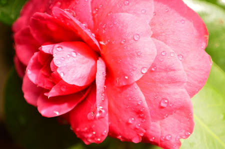 spring flowersの写真素材