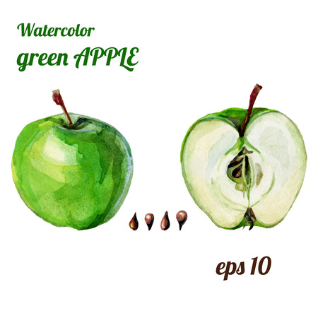apple full, half and seedsのイラスト素材