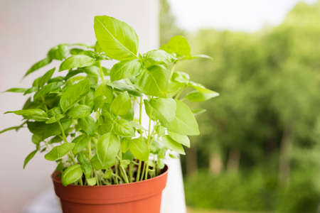 Green basil herb growing in pot at balcony. Growing herbs at home concept.の写真素材