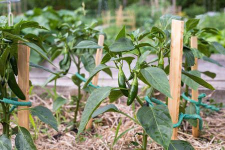 Small green peppers on branches growing in the community garden.の写真素材