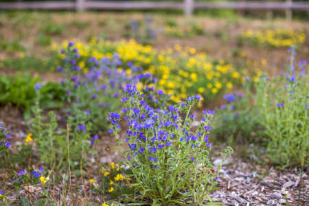 Little yellow and blue wildflowers with blurred wooden chips foreground and fence backgroundの写真素材