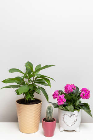 Different flower plants in pots on the shelf against white wallの写真素材
