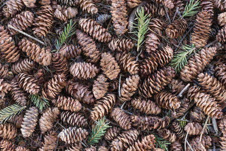 Pine cones textured background in the forestの写真素材