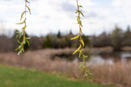 Branches of trees with growing leaves again blue sky and a pond in the background. Spring in the park.の写真素材