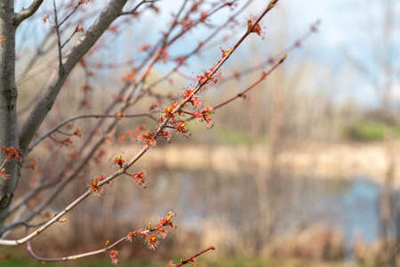 Branches of trees with growing leaves again blue sky and a pond. Spring in the park.の写真素材