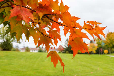 Tree branch close up in fall. Maple trees with leaves changing colors against sky in park in autumn.の写真素材
