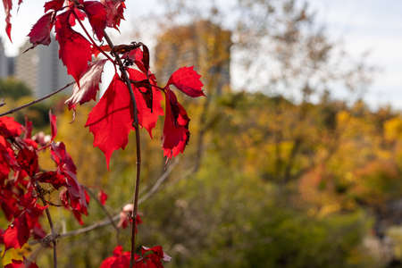 Autumn season in city public park with changing color red leaves on the tree branch