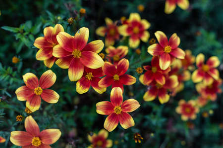 Biden Bidy Boom Red Eye flowers blooming in garden. Beautiful natural flower background, top view