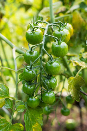 Green small fresh tomatoes growing in vegetable garden in summer. Close up of unripe vegetables on a branchの写真素材