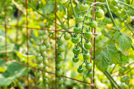 Green small unripe cherry tomatoes growing in vegetable garden in summer. Natural backgroundの写真素材