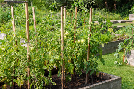Green fresh tomatoes growing in vegetable community garden in summer.の写真素材
