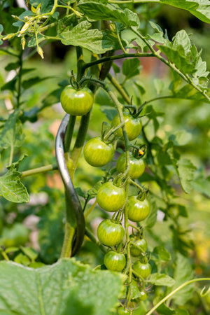 Green little fresh tomatoes growing in vegetable garden in summer. Close up of unripe vegetables on a branchの写真素材