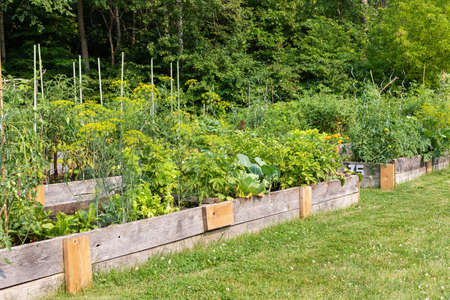 Community garden with vegetable beds in local public park in summer. Vegetables growing in boxes.の写真素材