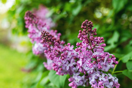 Lilac flowers bloom in the park, natural spring background, selective focus.の写真素材