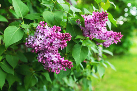 Lilac flowers branch on bushes with green leaves, natural spring background, selective focus.の写真素材