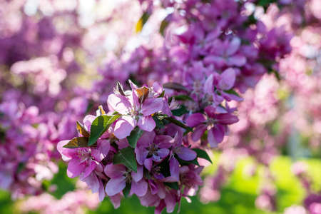 Spring flower background. Pink blooming tree branch in the garden.の写真素材