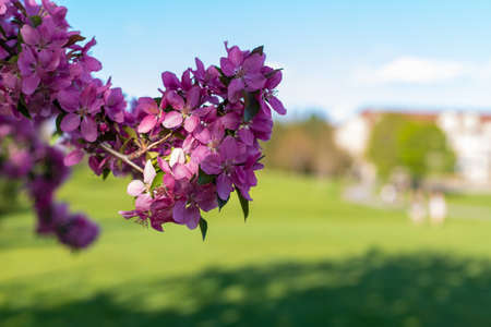 Pink blooming tree branch in park against the blue sky and green grass on a sunny day. Spring background.の写真素材