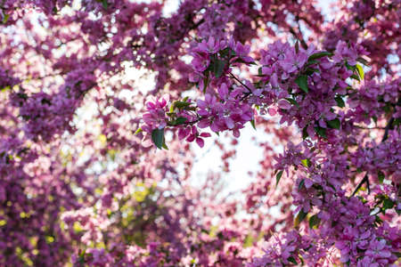 Spring background. Pink blooming tree in the garden.