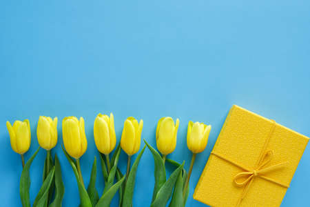 Yellow tulips and gift box on blue background with copy space for text. Holiday concept. Top view....