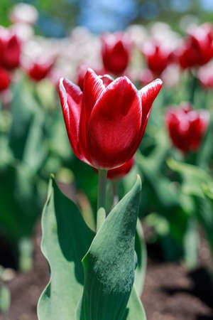 Red tulip growing in the park in spring. Beautiful flowers outdoors in springtime. Tulips in garden