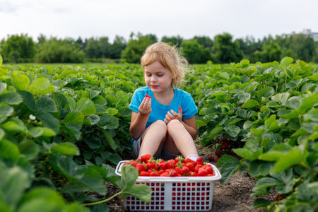 Child sitting in the field with strawberries in basket. Girl picking and eating strawberry at farm in summer season.の写真素材