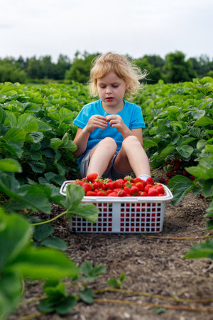 Little girl picking ang eating strawberries at strawberry farm in summer seson. Child sitting in field with basket of red berries.の写真素材