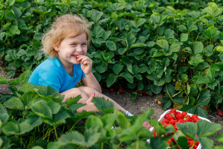 Child picking and eating strawberries in the field at a farm in summer. Smiling girl sitting in berry field.の写真素材