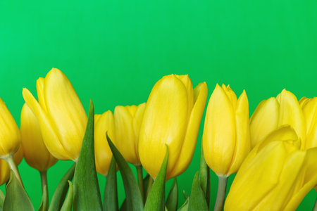 Bunch of yellow tulips on green background. Bouquet of fresh spring flowers with copy space, close up view. Holiday concept. Greeting cardの写真素材