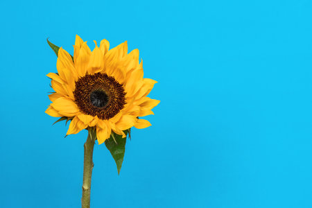 Wild sunflower on black background with copy space. Beautiful yellow flower.の写真素材